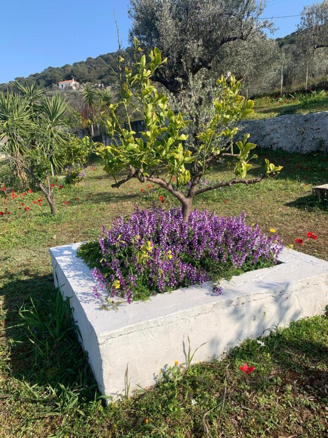 Holiday home Olive Hill Private House *